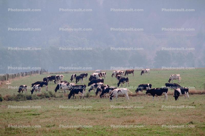 Dairy Cows, Grass, Grazing, fields, Fernwood, Humboldt County