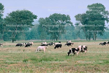 Grass, Grazing, Dairy Cows, Fernwood, Humboldt County