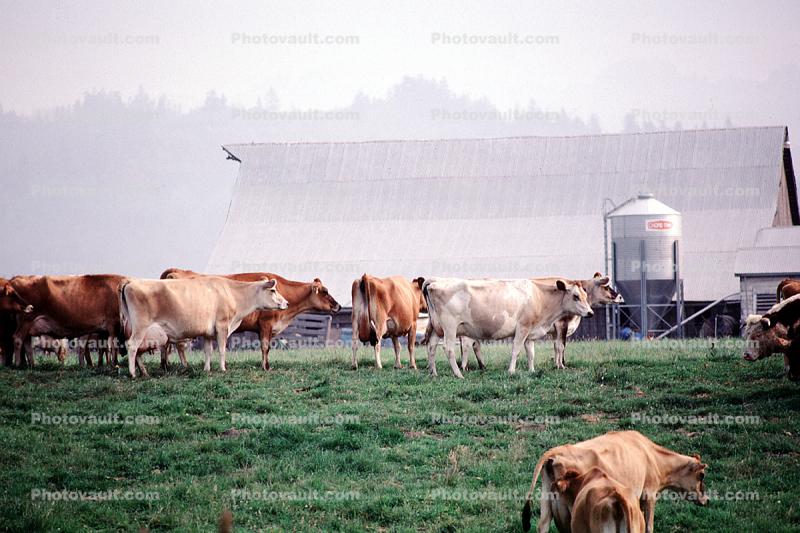 Dairy Cows, Barn, Fernwood, Humboldt County