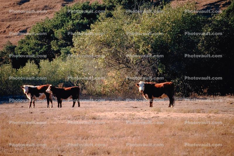 Beef Cows, north of Eureka, Humboldt County