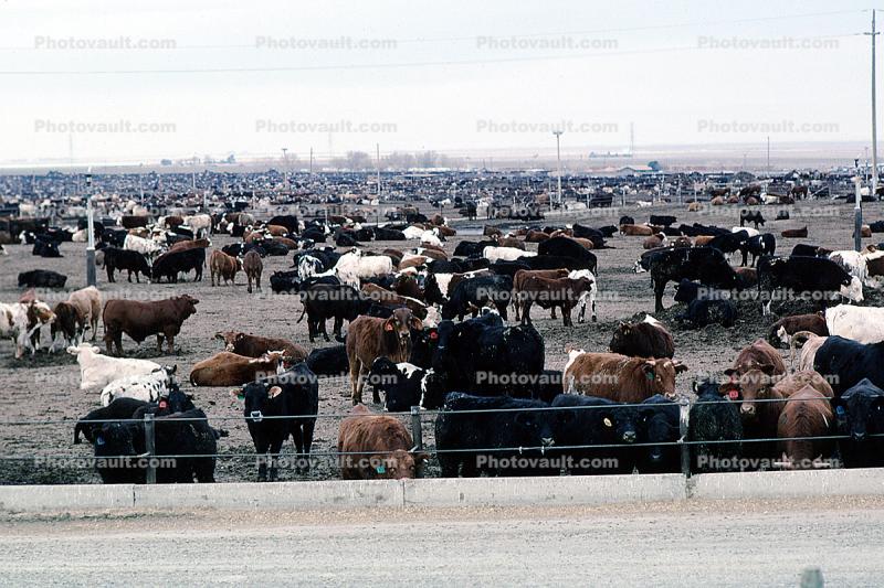 Beef Cows Waiting to be slaughtered, Cowschwitz