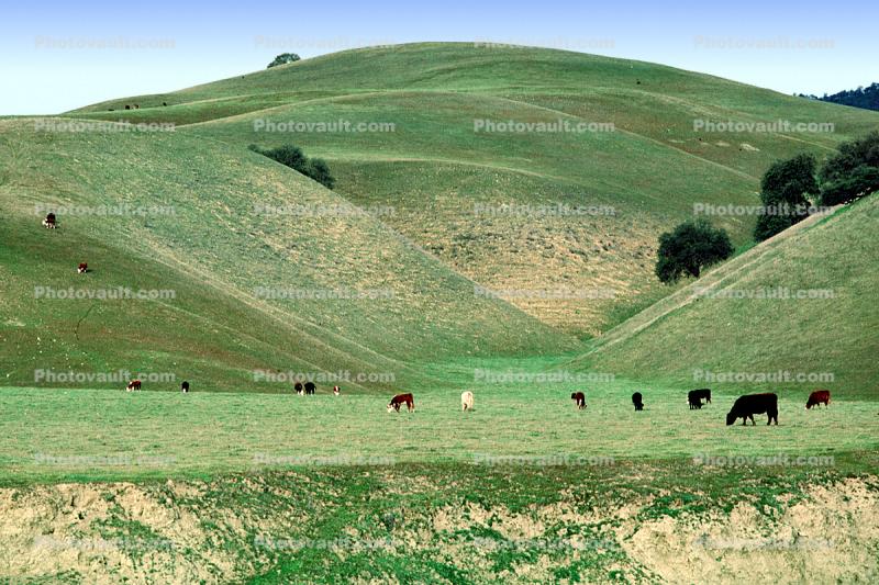 Cows, Hills, Trees
