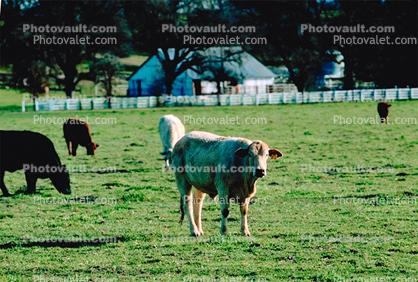 Cow, Jolon, Monterey County