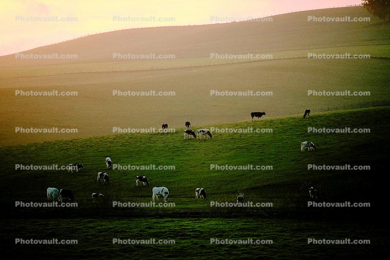 Cows, Sonoma County Hills
