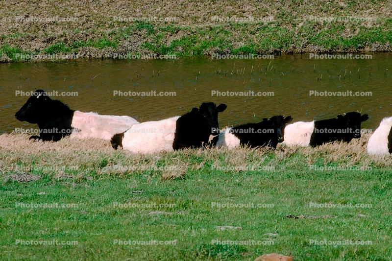 Beef Cows, Altamont Pass, California