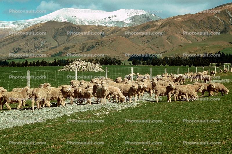 Lamb, Mount Cook, New Zealand
