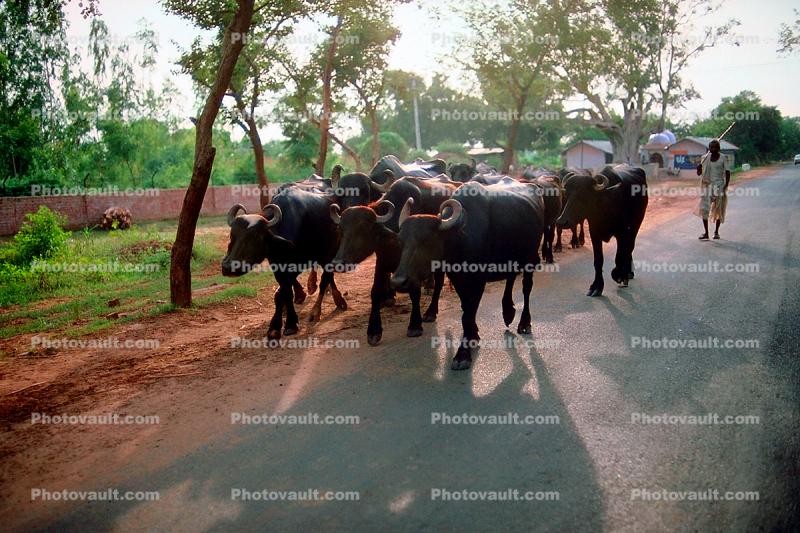 Cow, Bayad Taluka, India, Gujarat
