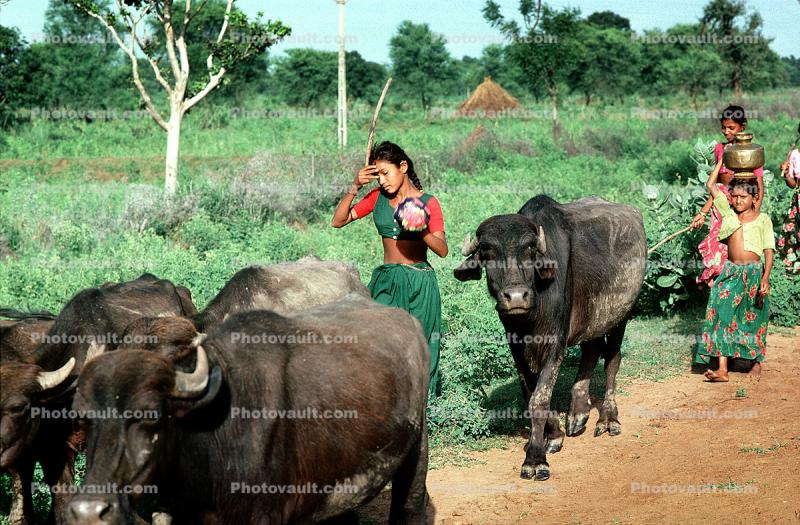 Brahma, Girl, Cattle