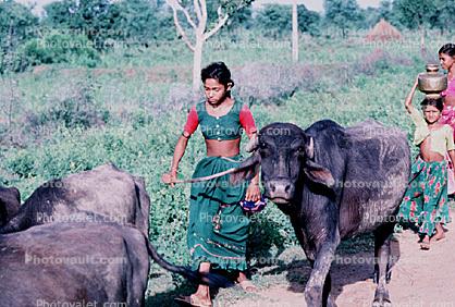 Cow, Bayad Taluka, Gujarat, India