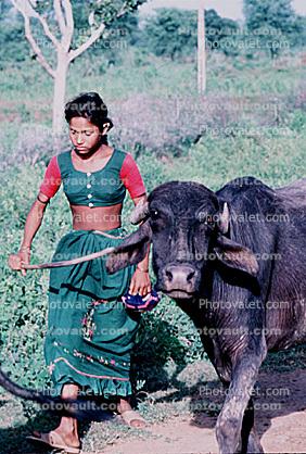 Cow, Bayad Taluka, Gujarat, India, Brahma Bull