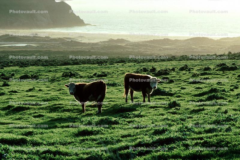 Beef Cows