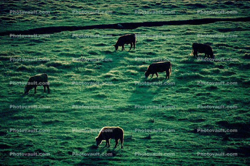 Cows grazing on a hillside