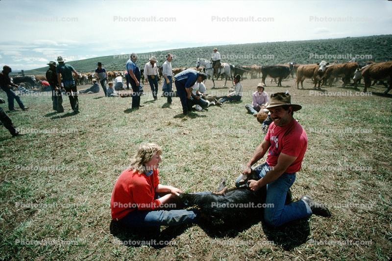 Branding, Calf, inoculating a calf, Cowboy