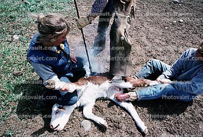Branding, sizzle, Castration, Round-up, Wyoming, Calf