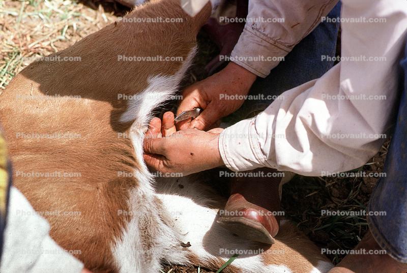 inoculating a calf, Branding, Calf