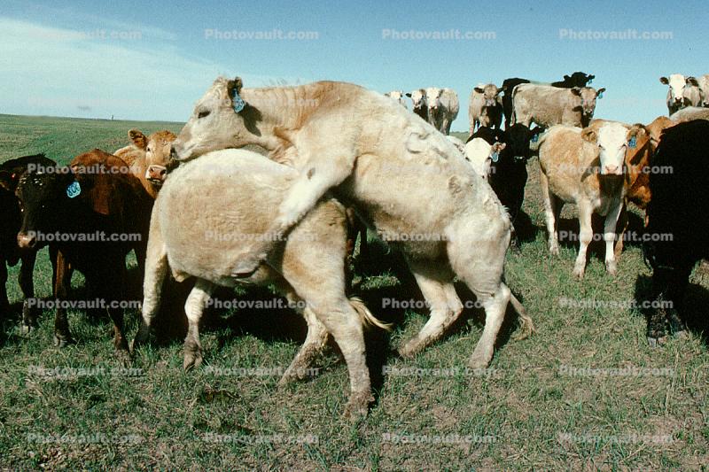 Mating Cow, Bull, Cattle