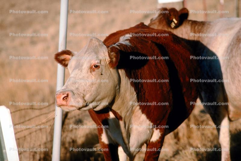 Cow, Altamont Pass, California