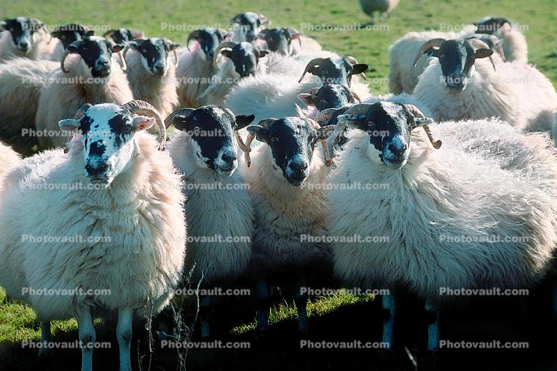 Sheep, Kilmartin Valley, Scotland