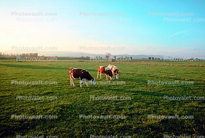 cows, Lyon Region, France, Beef Cows