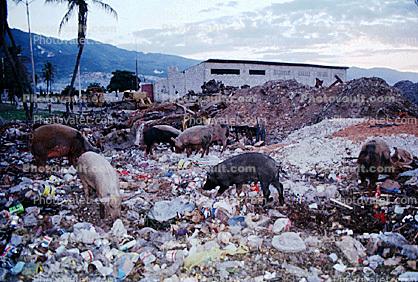 Pigs, Trash, eating, foraging, Port au Prince, Haiti