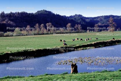 Cows, near Tillamook, Oregon Coast