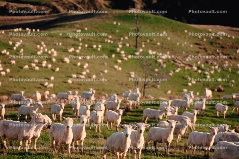 Sheep, South Island, New Zealand