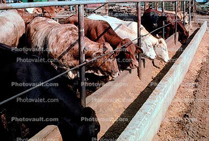 Cow, Biomass, Brawley, California
