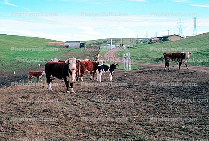 Cow, Biomass, Brawley, California