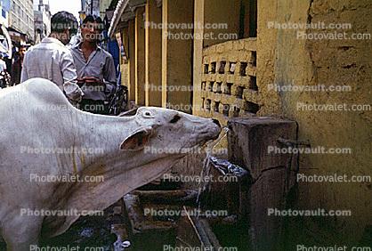 Cow, Brahma, Agra, Uttar Pradesh, India