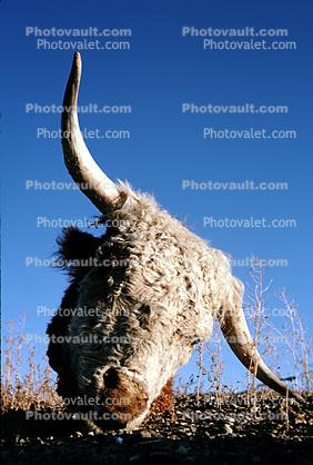 Steer, Skull, Desert, Lander County, Nevada