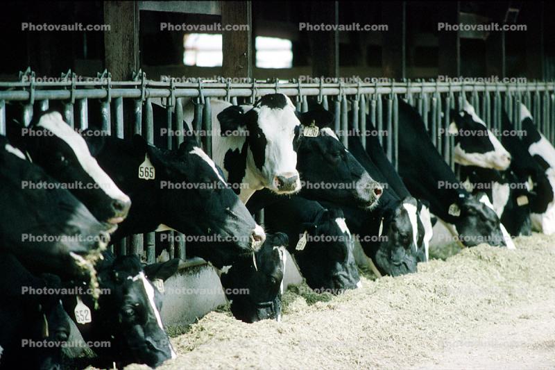 Cows, Feeding, Beef Cows