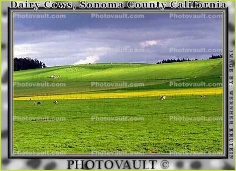 Cow, southwestern Sonoma County, California