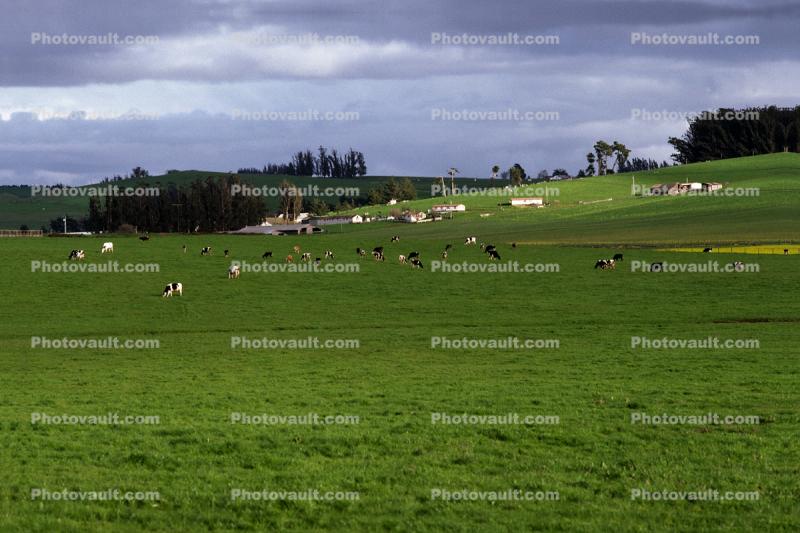 Cows Grazing, southwestern Sonoma County, California