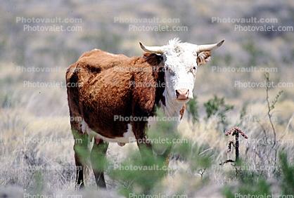 Cow, western Texas