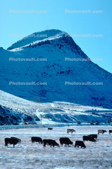 Cows grazing in the snow, Del Norte, Colorado, Beef Cows