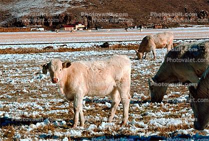 Cows grazing in the snow, Del Norte, Colorado, Beef Cows