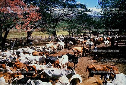 Cattle, Nicaragua