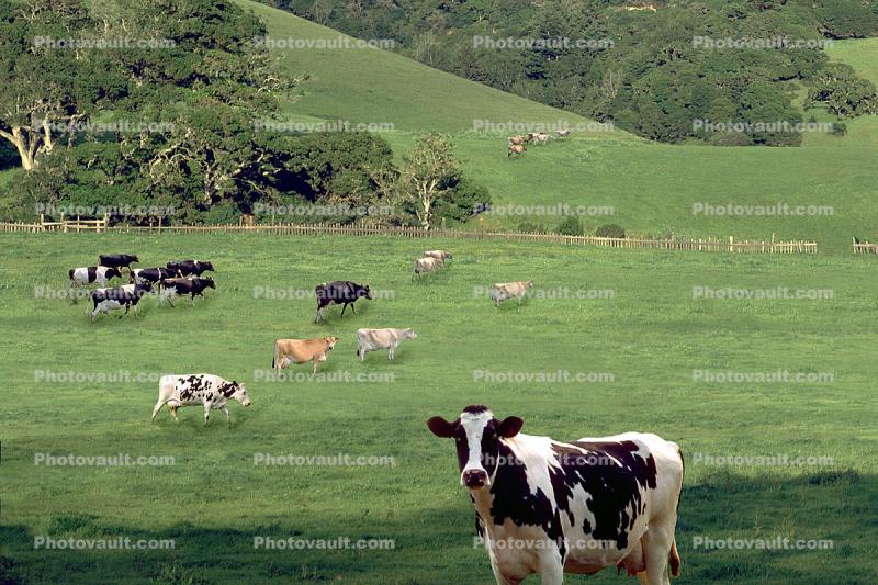 Cow, Marin County, California