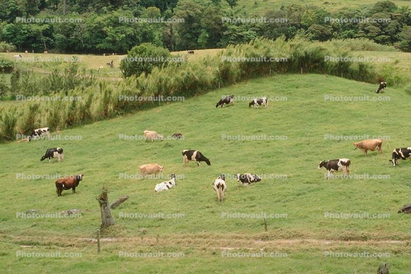 Cow, northwest of Monte Verde