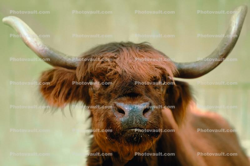 Scottish Highland Cattle, Bos taurus