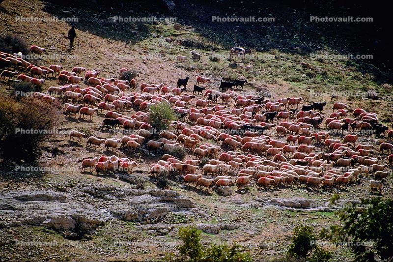 Sheep near Rejab, Kurdistan, Iran