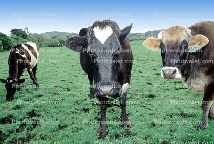 Cows Grazing in a Grass Field