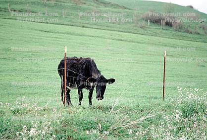 Cow, The Grass is Greener on the Other Side, Sonoma County, California
