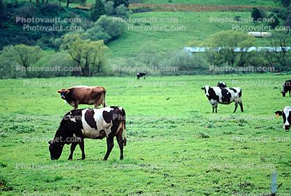 Cow, Sonoma County, California