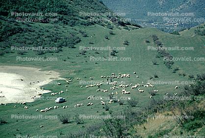 Sheep, near Tbilisi