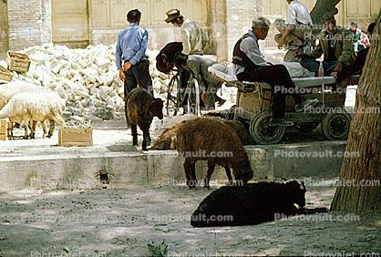 goat, Iran