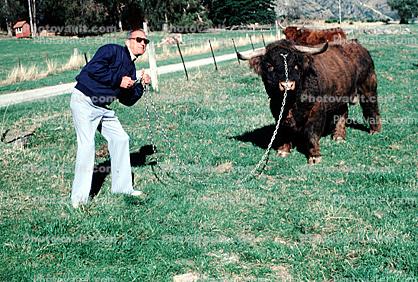 Bull, Steer, Cattle, 1950s