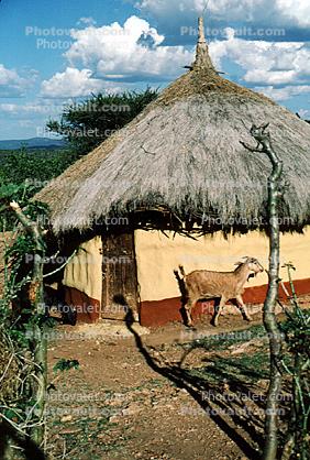 Building, unique, home, house, grass roof, goat, Sheikh Hussein, Ehtiopia