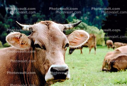 Cow, Bavaria, Germany
