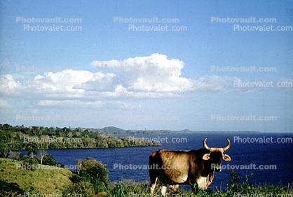 Cow, Cattle, Nicaragua